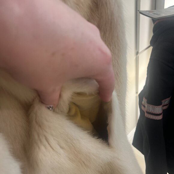 Vintage SAGA Mink Coat – Maison Blanche Size 12 - Picture 10 of 12